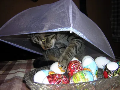 Кот с коробкой коробки яиц стоковое фото. изображение насчитывающей шлем -  171532748