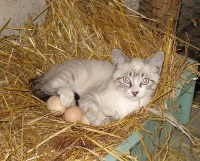 Специальные яйца для котов — Фото №1400982