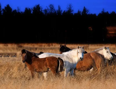 Якутская лошадь — Википедия
