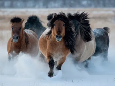 Якутская лошадь: Удивительные кони, что без проблем живут на экстремальном  морозе. А сейчас они восстанавливают мамонтовую степь | Пикабу