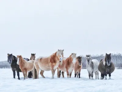 Якутские лошади в объективе Рады Васильевой
