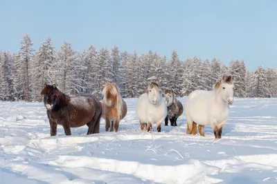 Ко Дню табунщика-коневода: что известно о якутской породе лошадей — Улус  Медиа