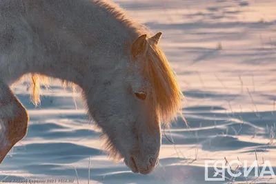 Большая земля»: Якутская лошадь | Архив новостей