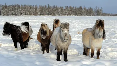 Пять интересных фактов о якутских лошадях | Пикабу