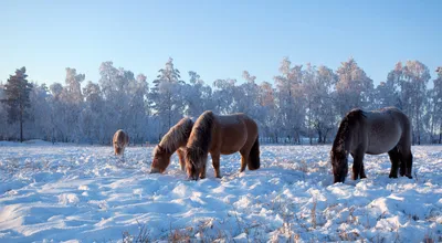 Якутские лошади • Виктория Шляховая • Научная картинка дня на «Элементах» •  Зоология