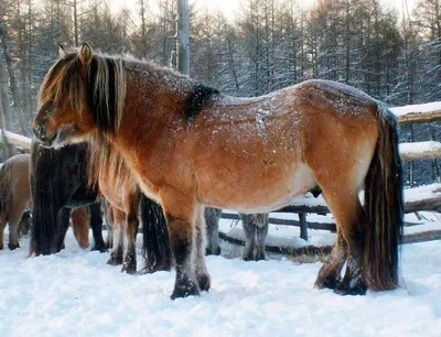 File:Молодые лошади якутской породы.jpg - Wikipedia