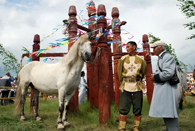 Якутские лошади проходят адаптацию на Ямале - KP.RU