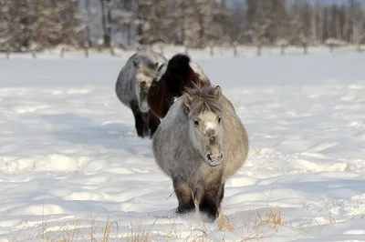 File:Якутские лошади, молодняк.jpg - Wikimedia Commons