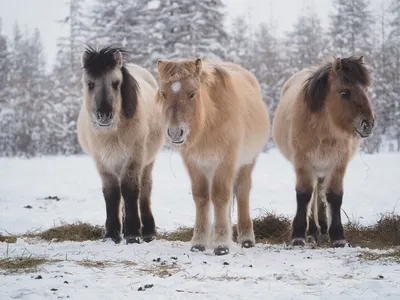 От полюса холода до Белокаменной»: поговорим о якутской лошади | Русское  географическое общество