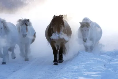 Якутские лошади переедут из центра республики на север - Рамблер/финансы