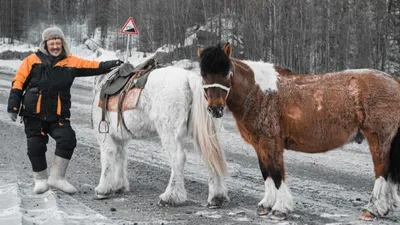 Якутская лошадь | KoniClub.pro