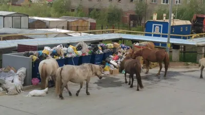 Семью прокормит, до Москвы доведёт. Чем уникальны якутские лошади | Люди |  ОБЩЕСТВО | АиФ Якутия
