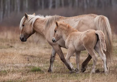 Якутская лошадь: хозяйственная и вкусная