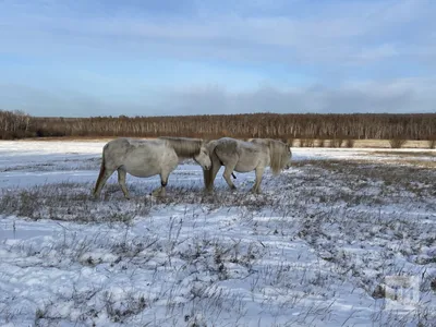 Штрафстоянка» для бесхозных лошадей открылась в Якутске