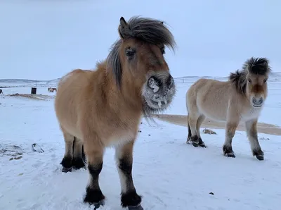 В Тикси по зимникам. Знакомьтесь - лошадь якутская, морозоустойчивая.