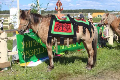 Якутских лошадей мясной породы будут разводить в Анивском районе - Новости  Сахалинской области - astv.ru