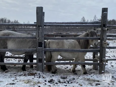 Табун красивых якутских лошадей на …» — создано в Шедевруме