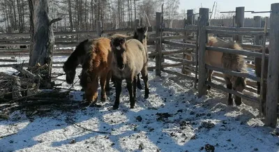 Уникальность якутских лошадей объяснили особенностями их питания - Индикатор