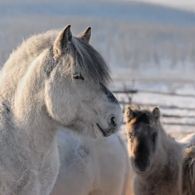 Фото дня. Якутская лошадь не боится морозов — ЯСИА