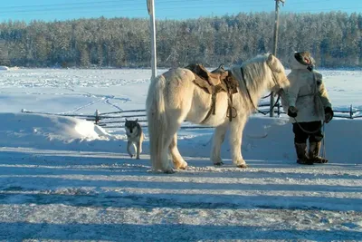 Якутская лошадь: Удивительные лошади аборигенной якутской породы (ФОТО,  ВИДЕО)