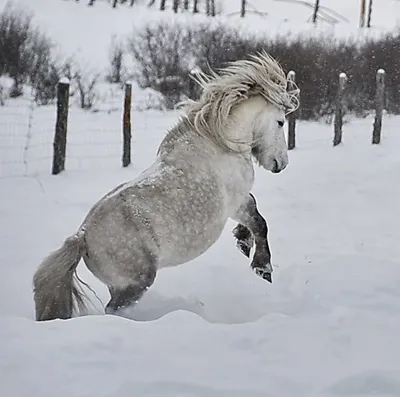 Умни якутская лошадь» — создано в Шедевруме