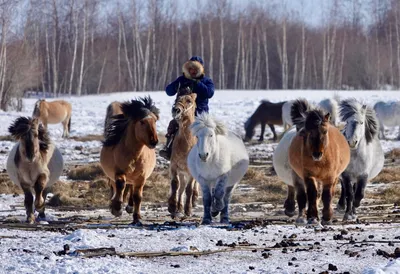 Якутские лошади — Фото №1354347
