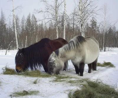 Под Якутском появился «Священный табун мифических лошадей» - Новости Якутии  - Якутия.Инфо