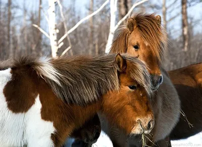 Где в России находится самый большой региональный табун лошадей?