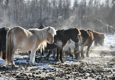 Один из якутских конных всадников вынужден вернуться домой из-за травмы  лошади - KP.RU