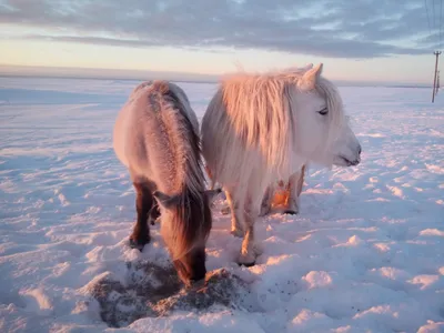Якутская Лошадь | Плейстоценовый парк