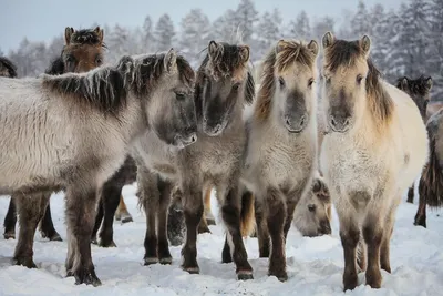 Якутские лошади | Zawervet | Дзен