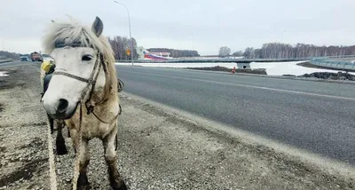 Говорят, якутские кони жили еще при мамонтах»: почему Саха (Якутия) – край  лошадей