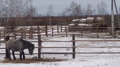 Владельцы лошадей оштрафованы за свободный выпас в Якутске