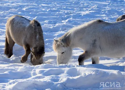 Пять интересных фактов о якутских лошадях — ЯСИА