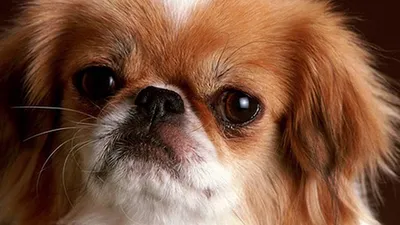 Японский хин собака: фото, характер, описание породы