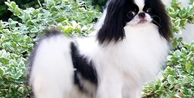 Kinna/ собака породы японский хин…» — создано в Шедевруме
