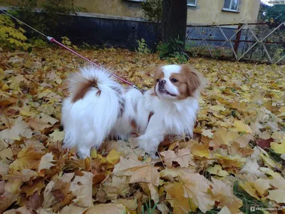 Пропала собака Японский Хин, возле дома 23 по Проезду Дежнева, Москва |  Pet911.ru