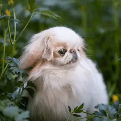 Японский хин (Japanese Chin) - порода умная, игривая и веселая. Описание,  фото и отзывы о собаке.