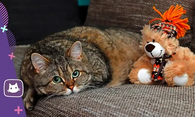 Милые игрушки для кошек | AliExpress