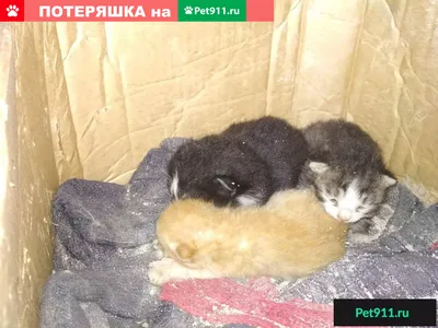 Мильбемакс антигельминтик для котят и маленьких кошек (1 таб на 1-2 кг) в  Санкт-Петербурге