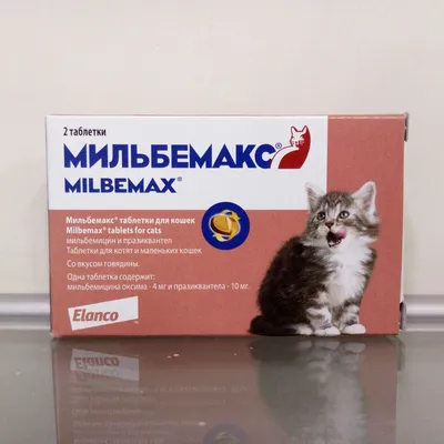 Совсем маленьких потерявшихся котят леопарда спасли в Приморье -  PrimaMedia.ru