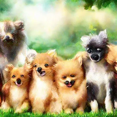 Металлическая клетка для маленьких собак весом до 6 кг Ferplast DOG-INN 60,  64,1x44,7x49,2 см | Купить в зоомагазине murchyk.com.ua