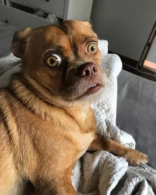 Фото испуганной собаки 