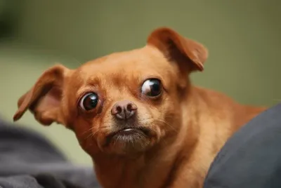 Испуганные собаки: смешные фото | Животные — цветы жизни | Дзен