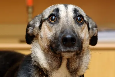 испуганная собака чихуахуа сидит в деревянном домике и смотрит вдаль  Стоковое Фото - изображение насчитывающей ангстрома, сторона: 228353304
