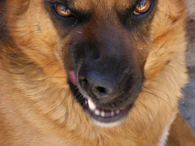 портрет старой испуганной собаки-качанки, выскакивающейся из-за раздела  Стоковое Фото - изображение насчитывающей разведенными, внимательная:  263029822