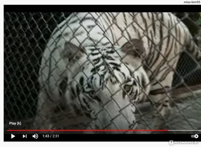 Фильм «Белый тигр» 2012: актеры, время выхода и описание на Первом канале /  Channel One Russia