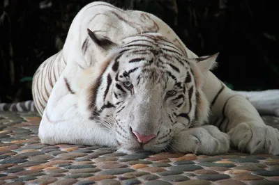 Жизнь Балрама, рассказанная им самим: рецензия на фильм «Белый тигр»