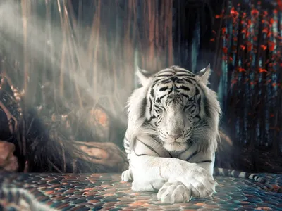 Виниловая наклейка \"Белый тигр\"