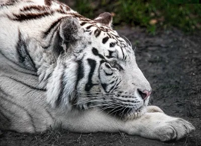 Из фильма \"Белый тигр\". | Белый тигр, Белый, Фильмы